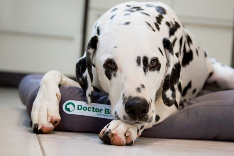 Doctorbark-hondenkussen-m-grijs-01IZ1b9NkkiACD4 Doctor Bark hondenkussen grijs L1