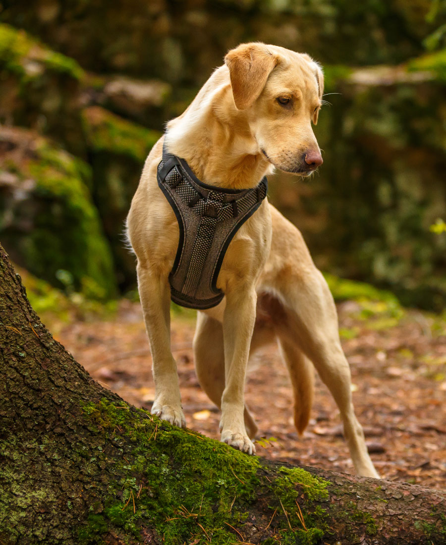 Rukka Pets Solid Hondentuig Zwart