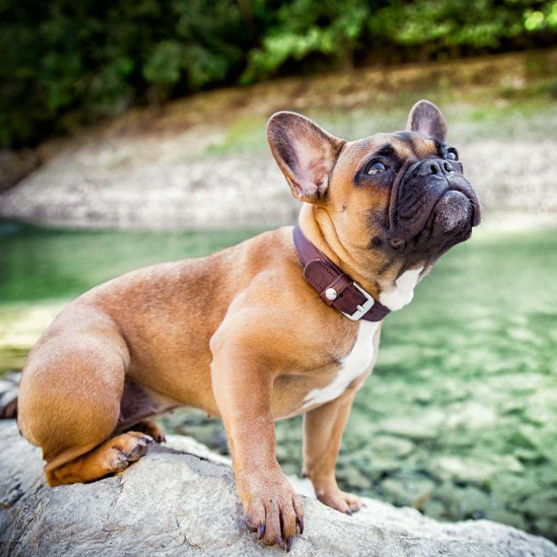 Das-Lederband-halsband-Weinheim-mocca-800x800-met-hond das-lederband-halsband-weinheim-mocca-800x800-met-hond