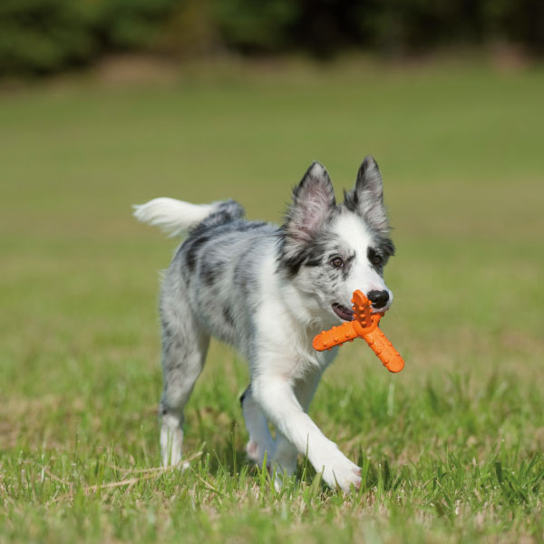 Major Dog Whirl Small