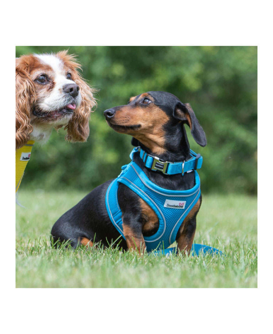 Doodlebone Snappy Tuig Light Pink