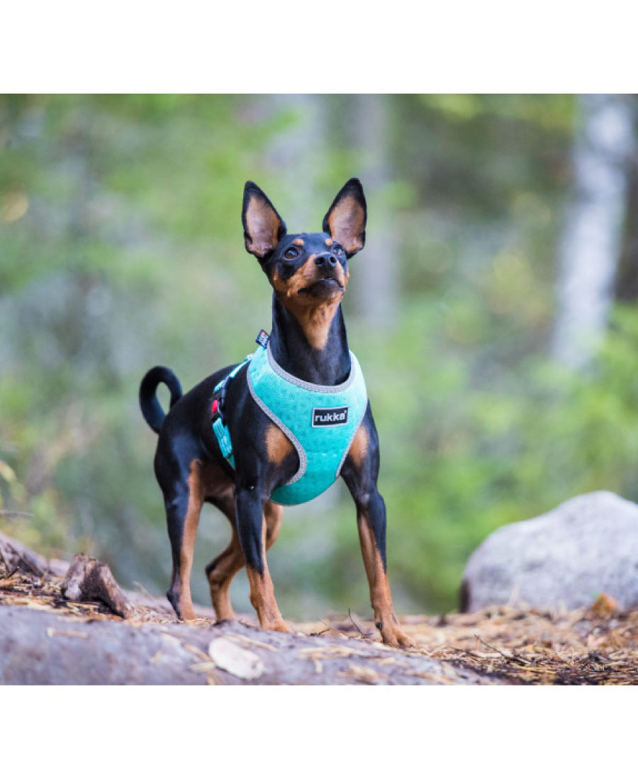 Rukka Pets Laser Mini Tuig Aqua 