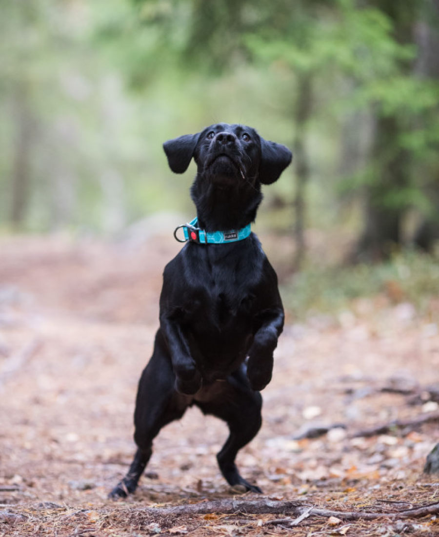 Rukka Pets Twist halsband Turquoise