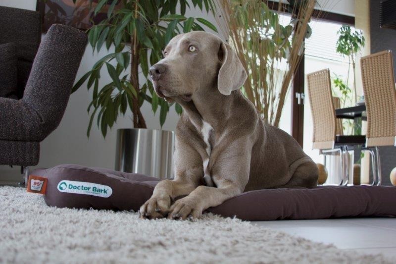 Doctor Bark hondenkussen bruin XXL1