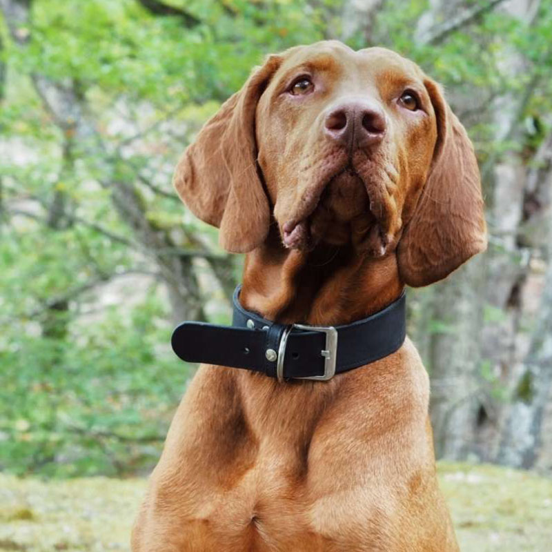 Das-Lederband-halsband-Weinheim-zwart-800x800-met-hond Das Lederband Weinheim Halsband