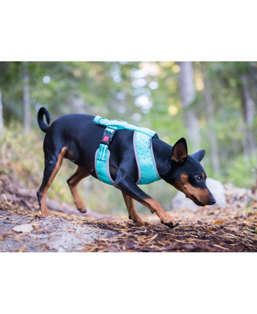 Rukka Pets Laser Mini Tuig Aqua 