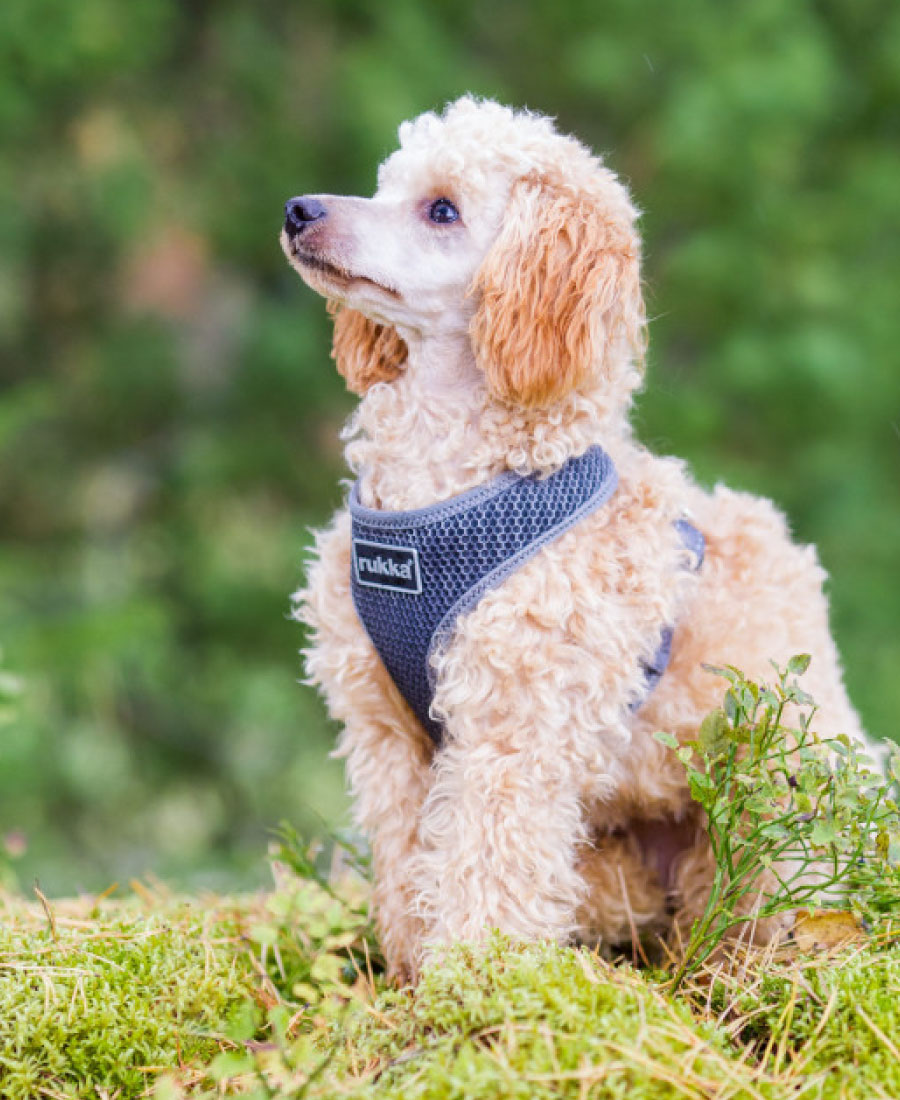 Rukka Pets Comfort Air Tuig Pink 