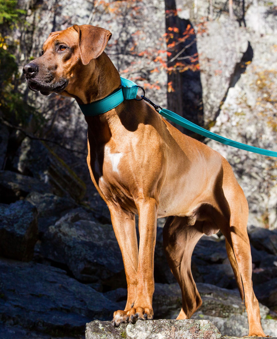Rukka Pets Form Web Halsband