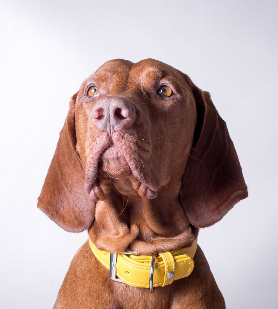 Das Lederband Halsband Barcelona Vibrant-Geel