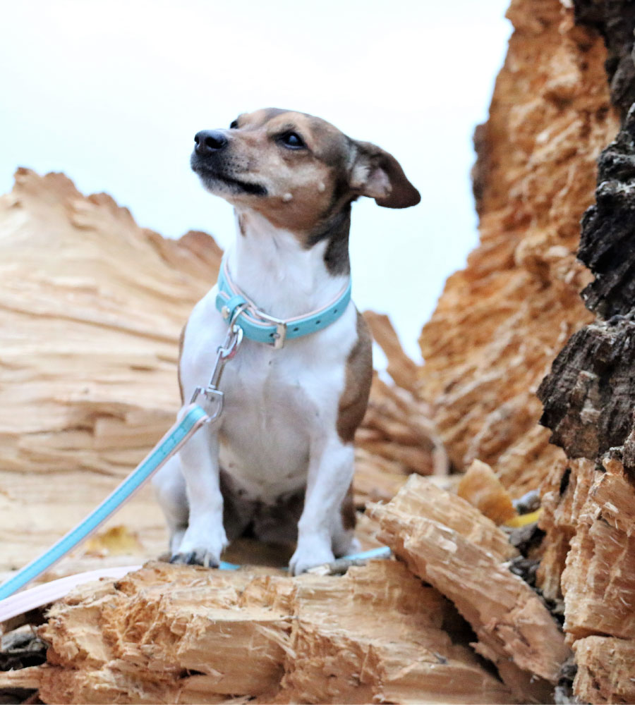 Das Lederband Halsband Firenze Electric Blue / Nude