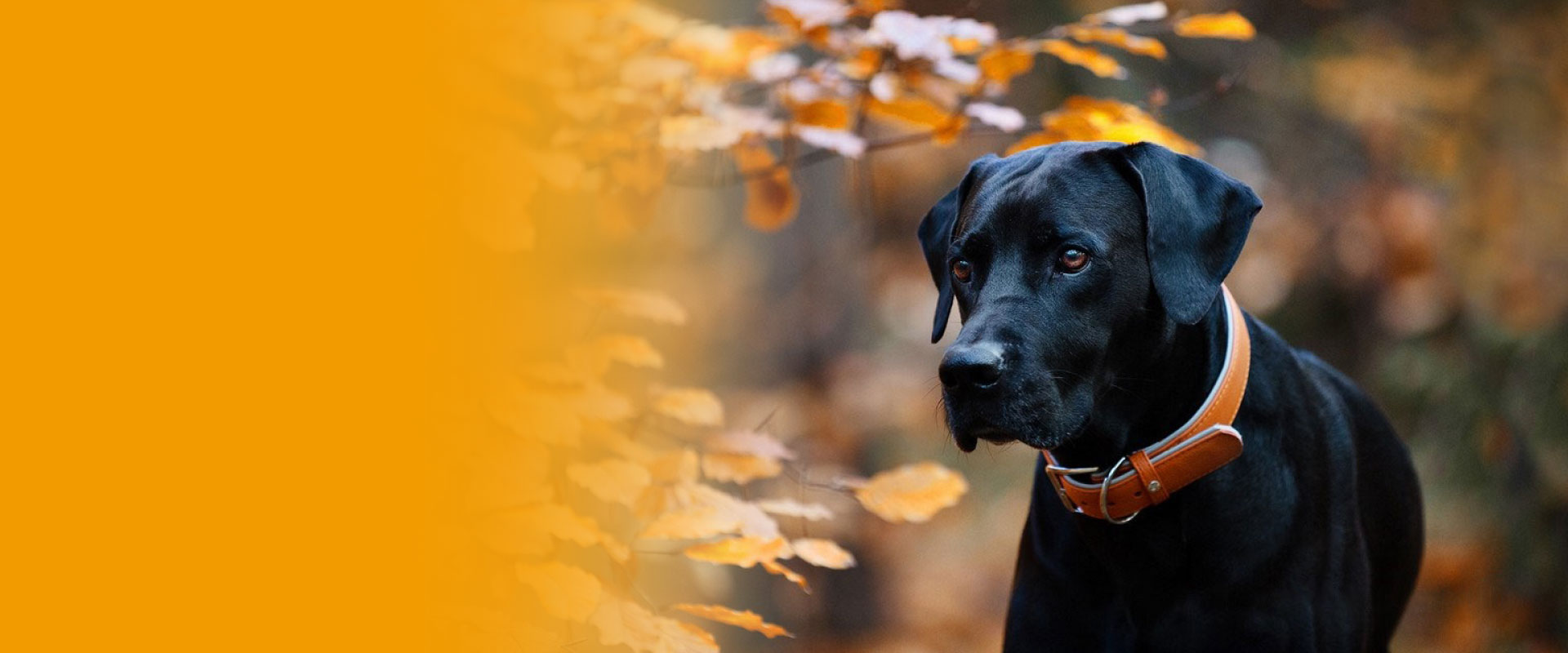 das-lederband-banner-Amsterdam-halsband--1920x800 das-lederband-banner-Amsterdam-halsband--1920x800