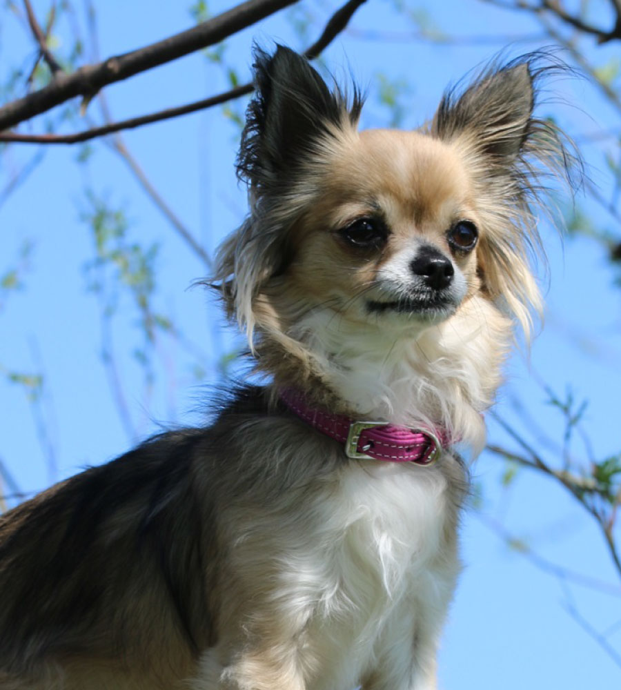 Das Lederband Halsband Barcelona Rose-Paars