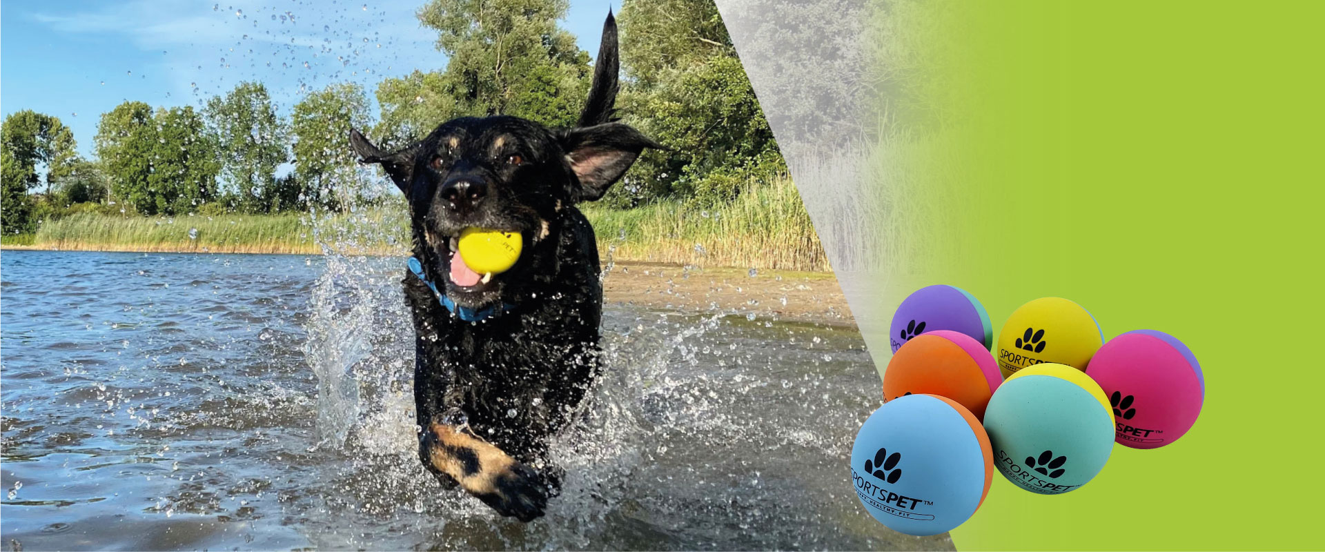 SportsPet-High-Bounce-banner-Billy-groen_6 SportsPet-High-Bounce-banner-Billy-groen_6