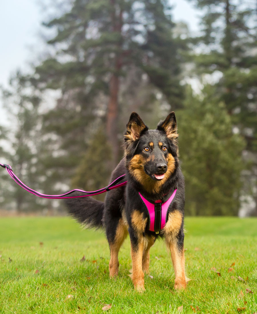 Rukka Pets Solid Hondentuig Zwart