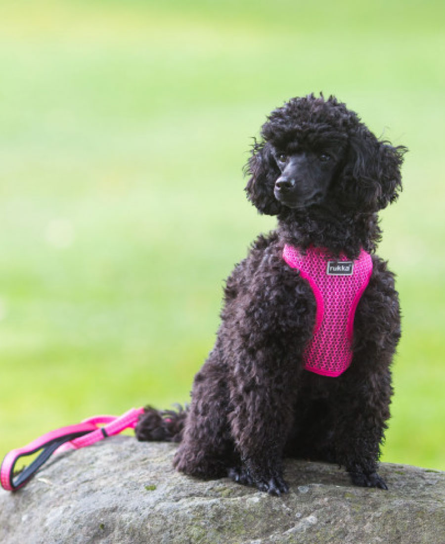 Rukka Pets Comfort Air Tuig Pink 