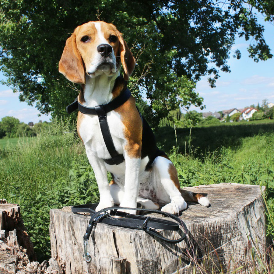 Das Lederband Weinheim Tuig Das Lederband Weinheim Tuig
