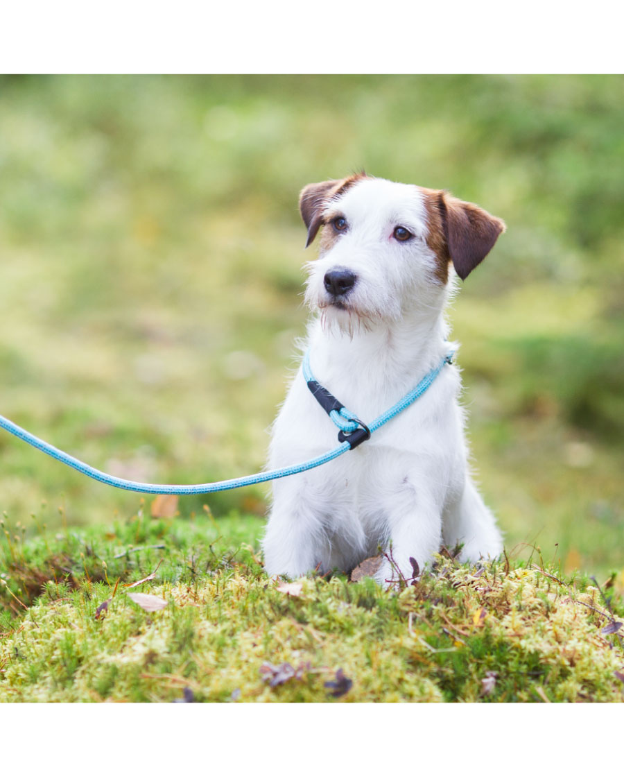 Rukka Pets Rope Retrieverlijn Aqua