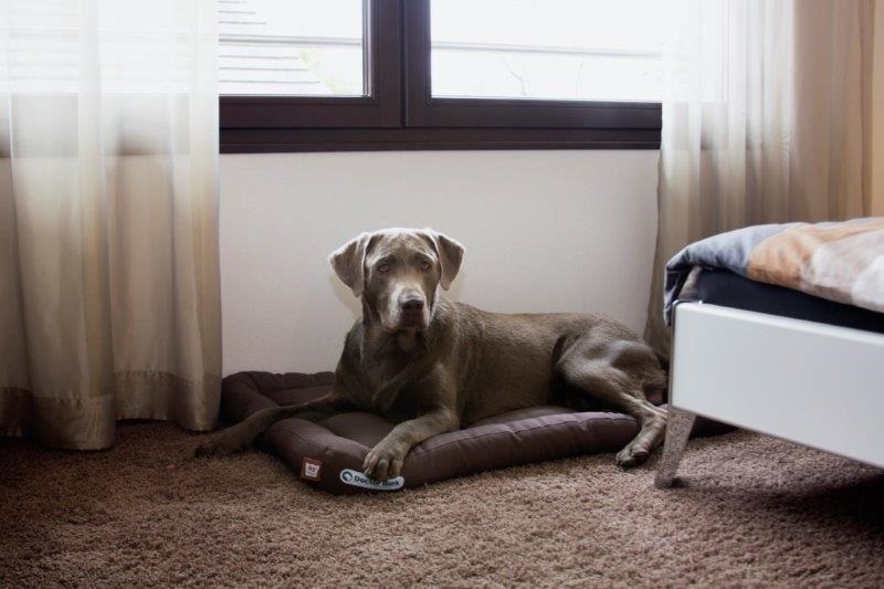 Doctor Bark hondenkussen bruin XL1