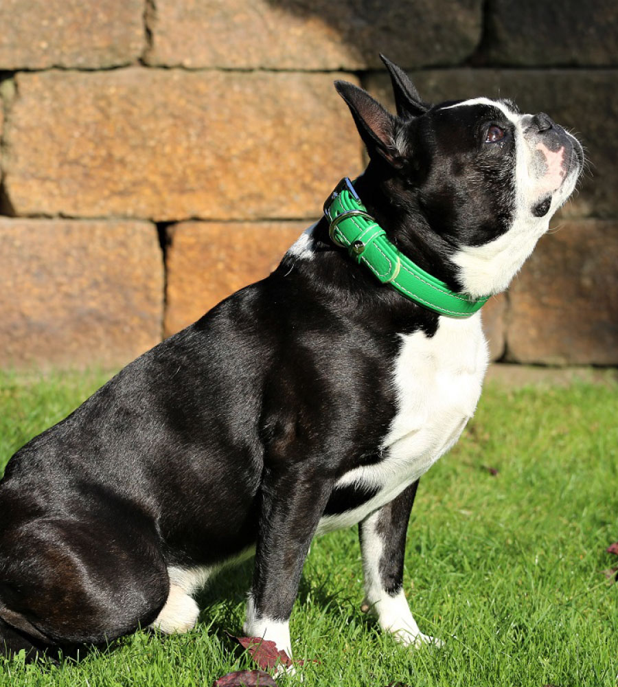 Das Lederband Halsband Barcelona Summer-Green