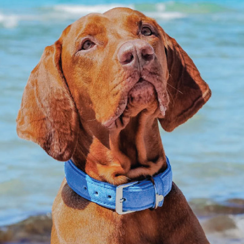 Quinmo-pic-categorie-halsband Quinmo-pic-categorie-halsband