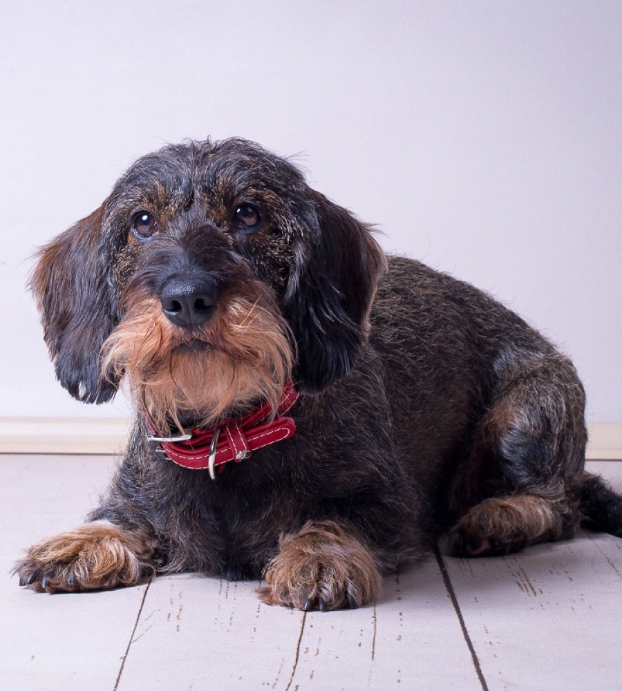 Das Lederband Halsband Barcelona Indian-Rood