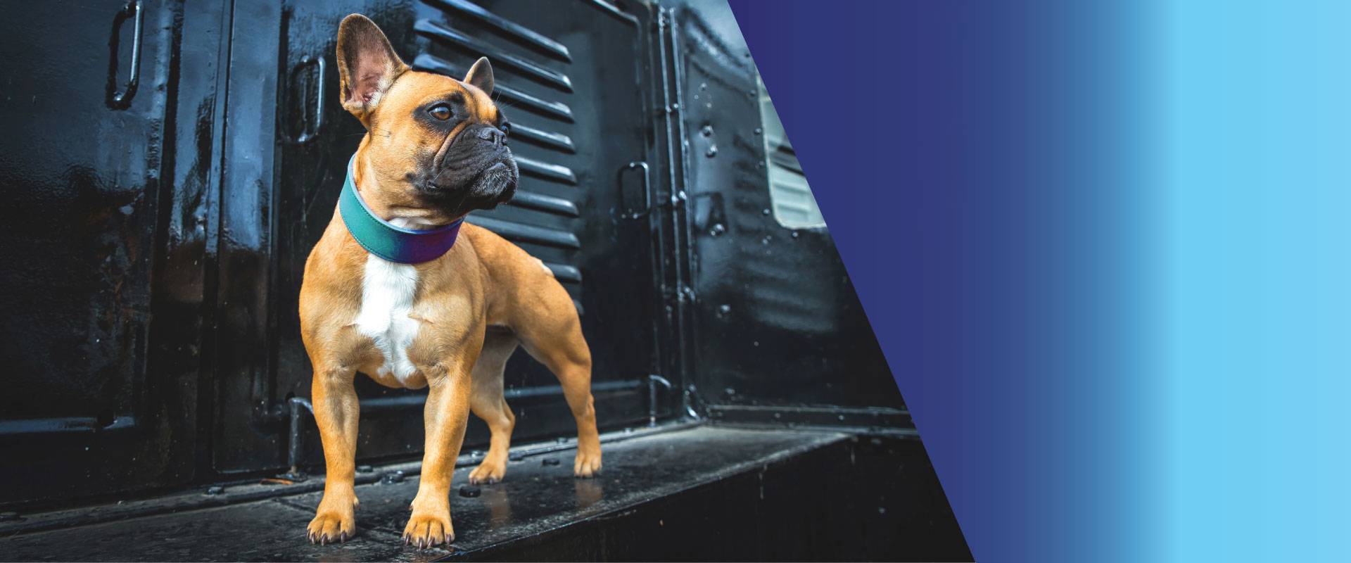 Das-Lederband-Weinheim-Hondenhalsband Das-Lederband-Weinheim-Hondenhalsband