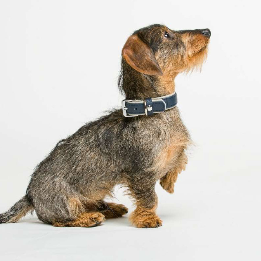 Das Lederband Amsterdam Halsband