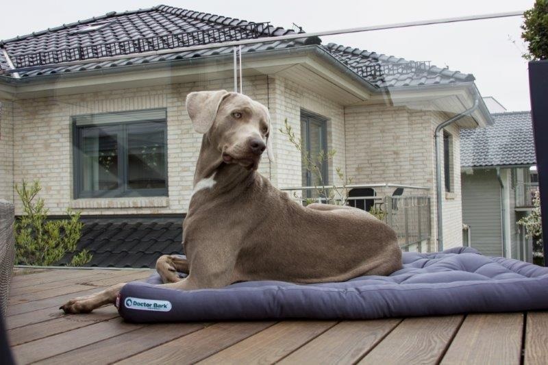 Doctorbark-hondenkussen-XXL-grijs-01 Doctor Bark Hundekissen grijs XXL1