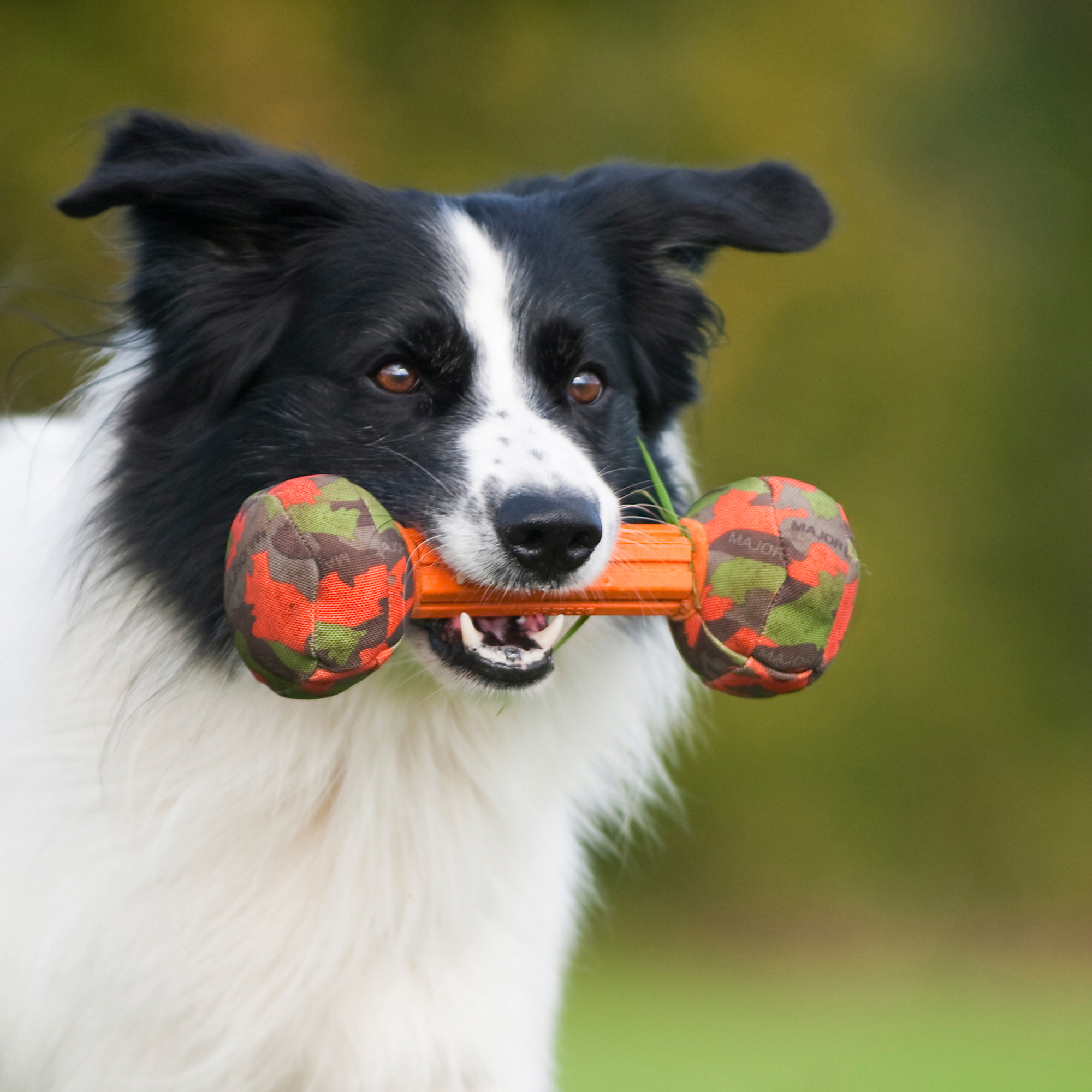 Major Dog Barbell Small