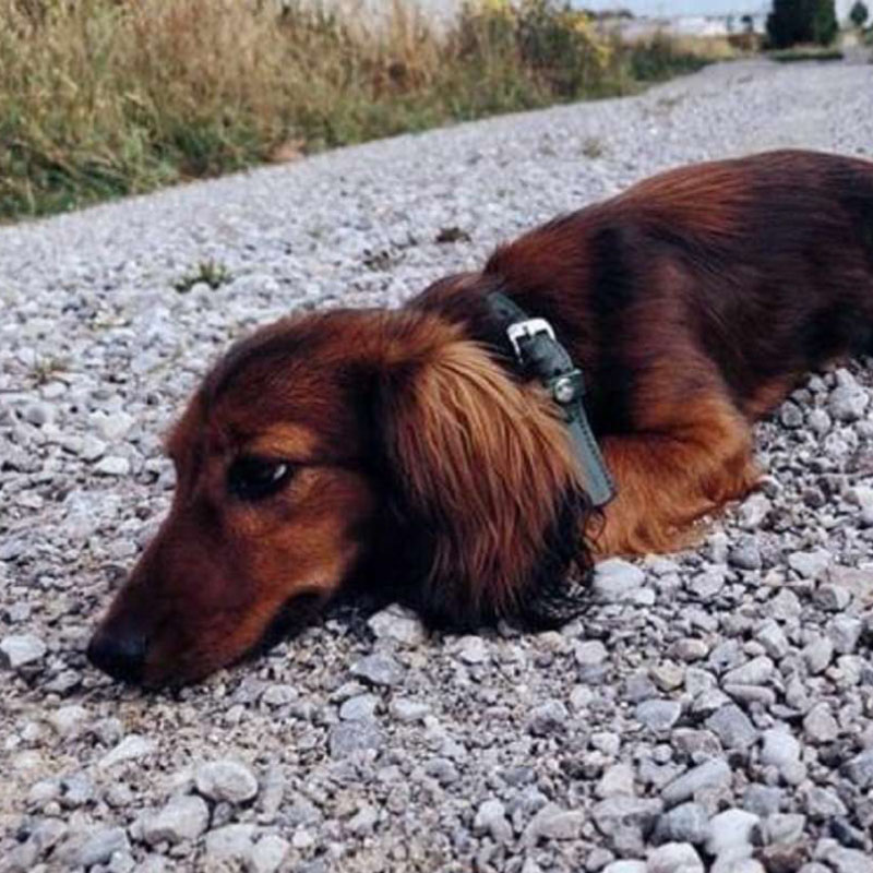 Das Lederband Weinheim Halsband Groen 52/30 Das Lederband Weinheim Halsband Groen 52/30