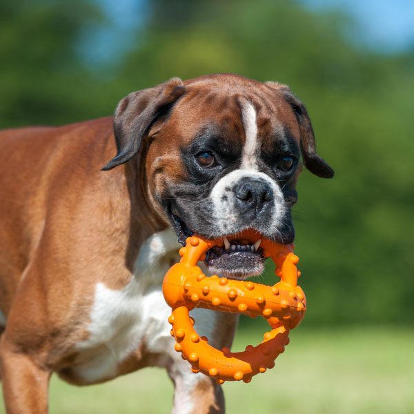 Major Dog Octopus Retrieval Ball Large