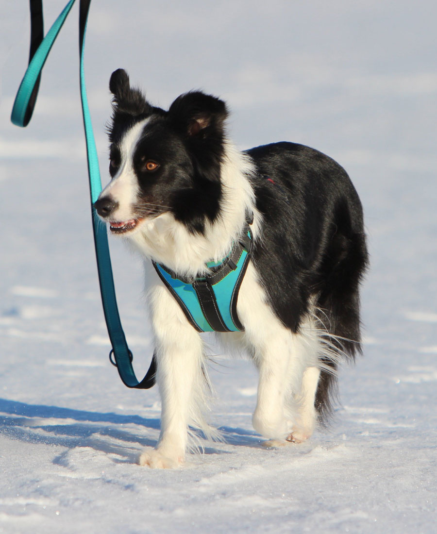 Rukka Pets Solid Hondentuig Zwart