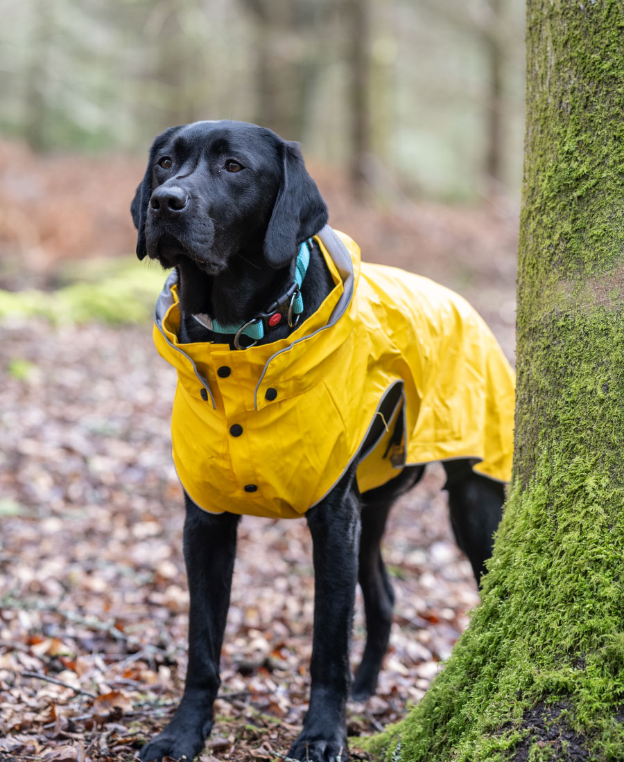 Rukka Pets Stream Hondenregenjas Turquoise