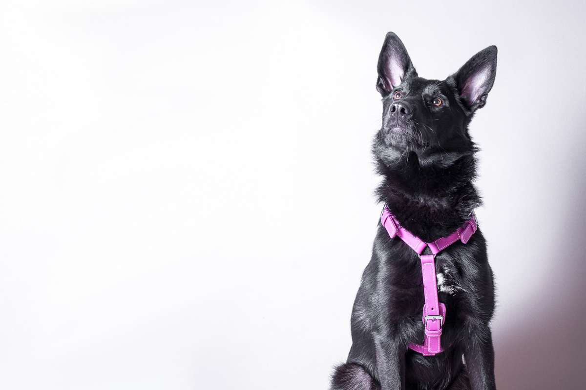 Das Lederband Tuig Barcelona, Rose-Violet