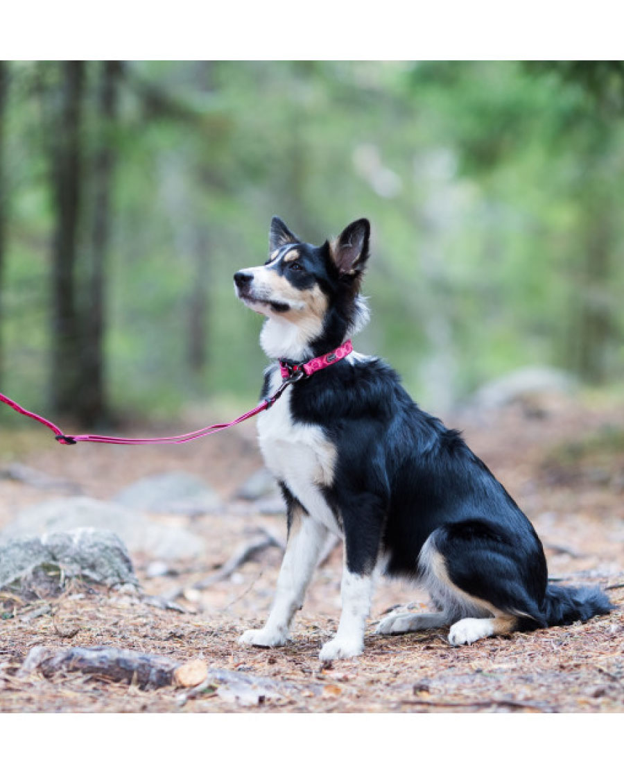 Rukka Pets Twist halsband Turquoise