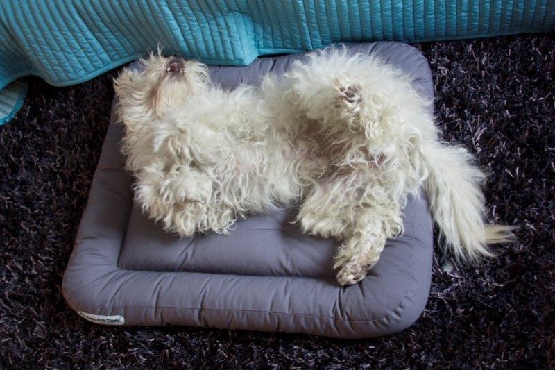 Doctorbark-hondenkussen-m-grijs-01 Doctor Bark hondenkussen grijs M1