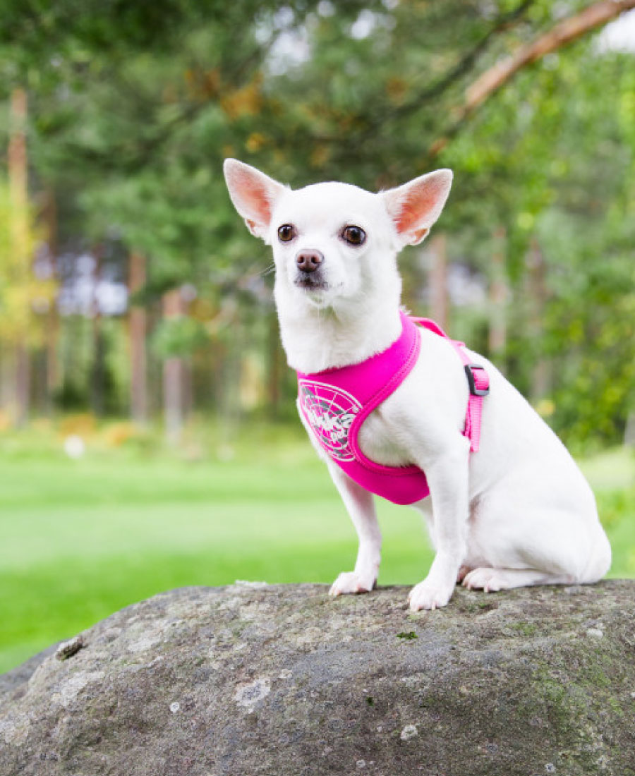Rukka Pets Comfort Flash Tuig Pink 